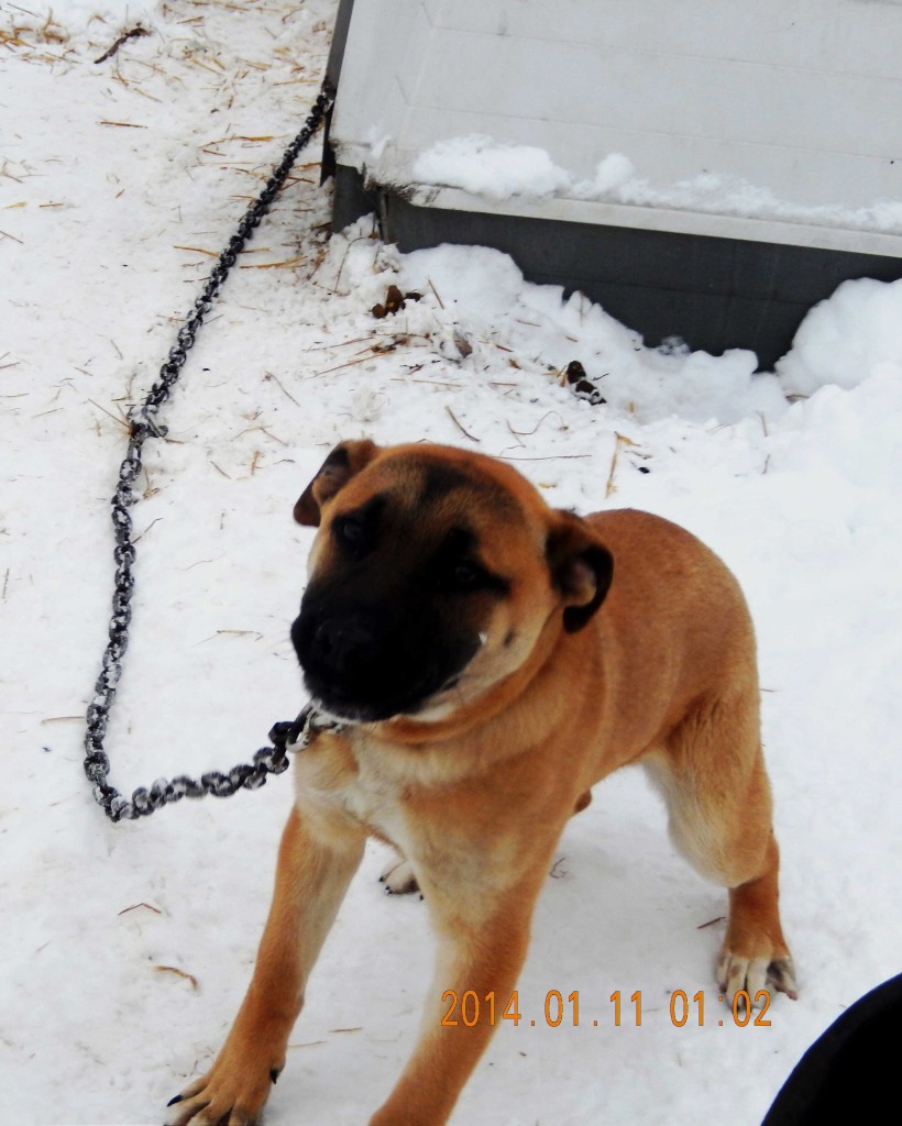 websiteembeddedcollarprerescue All Species Kinship