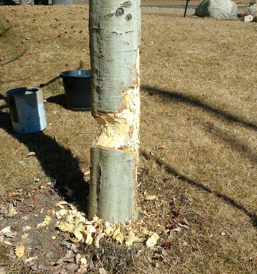 beaver damage on tree