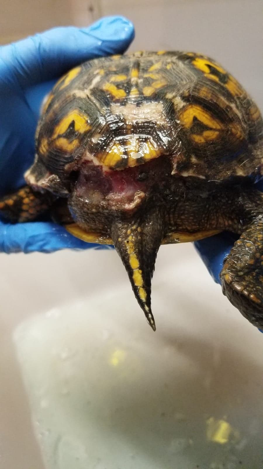 eastern box turtle rear trauma 1