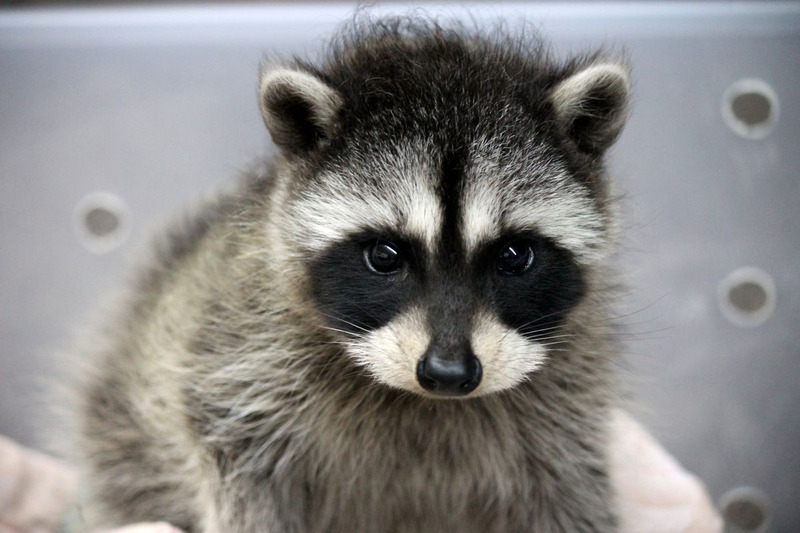 raccoon orphan 1