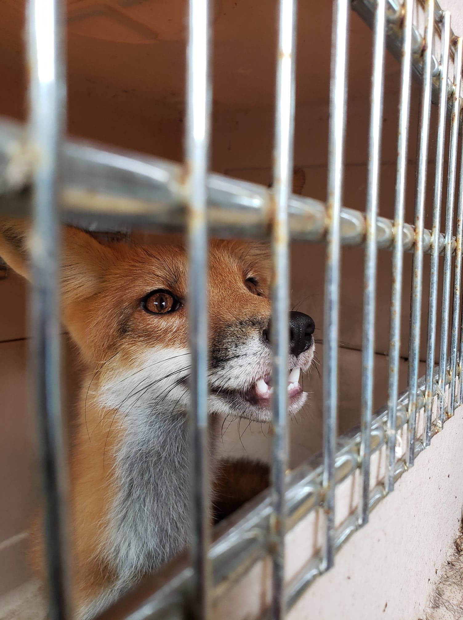 fox pre release